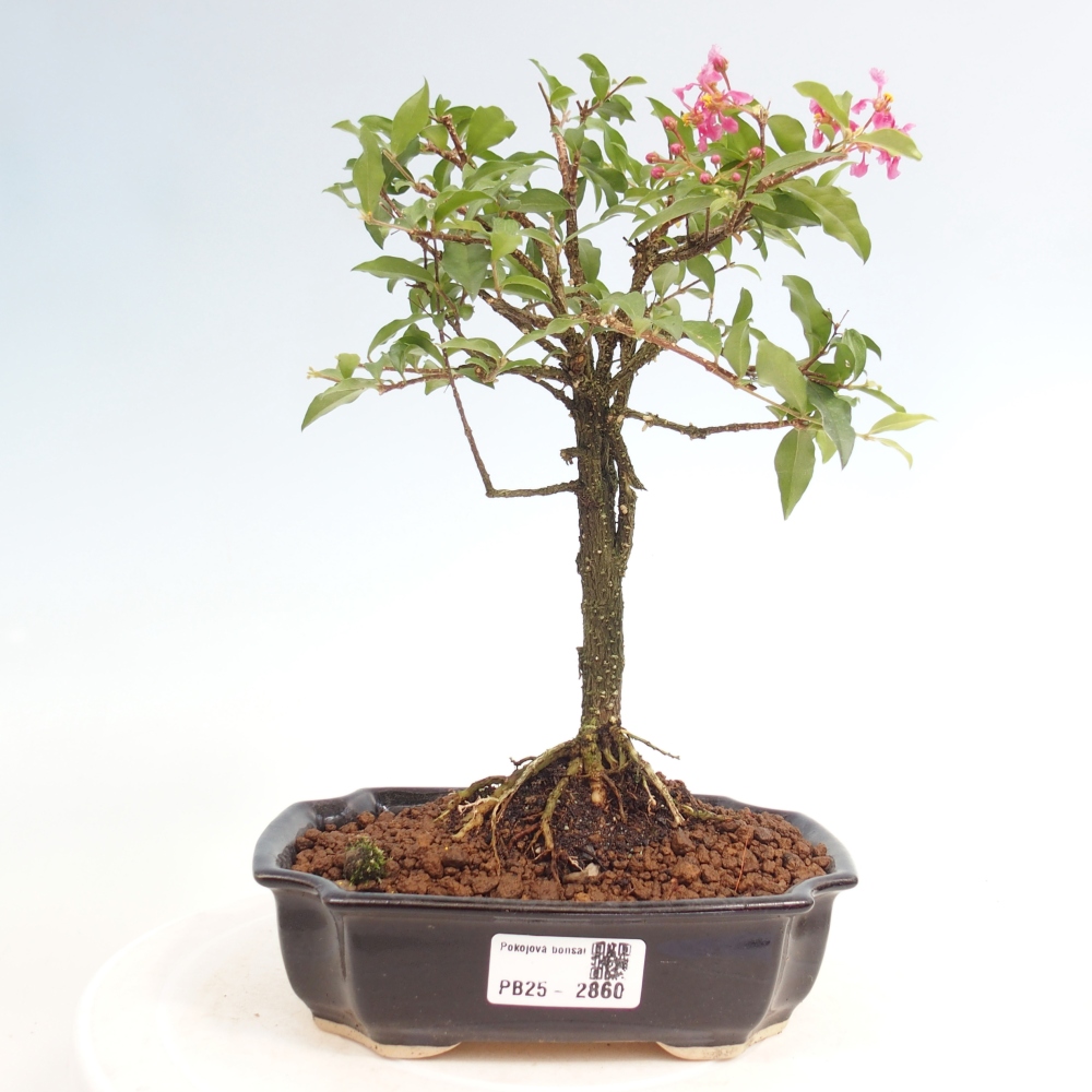 Pokojová bonsai - Malpighia coccigera- Barbdorská třešeň