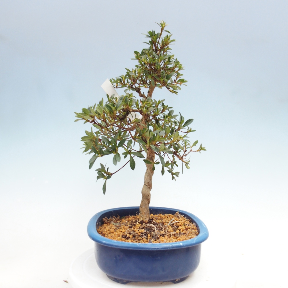 Venkovní bonsai - Japonská azalka - Azalea Nasuno