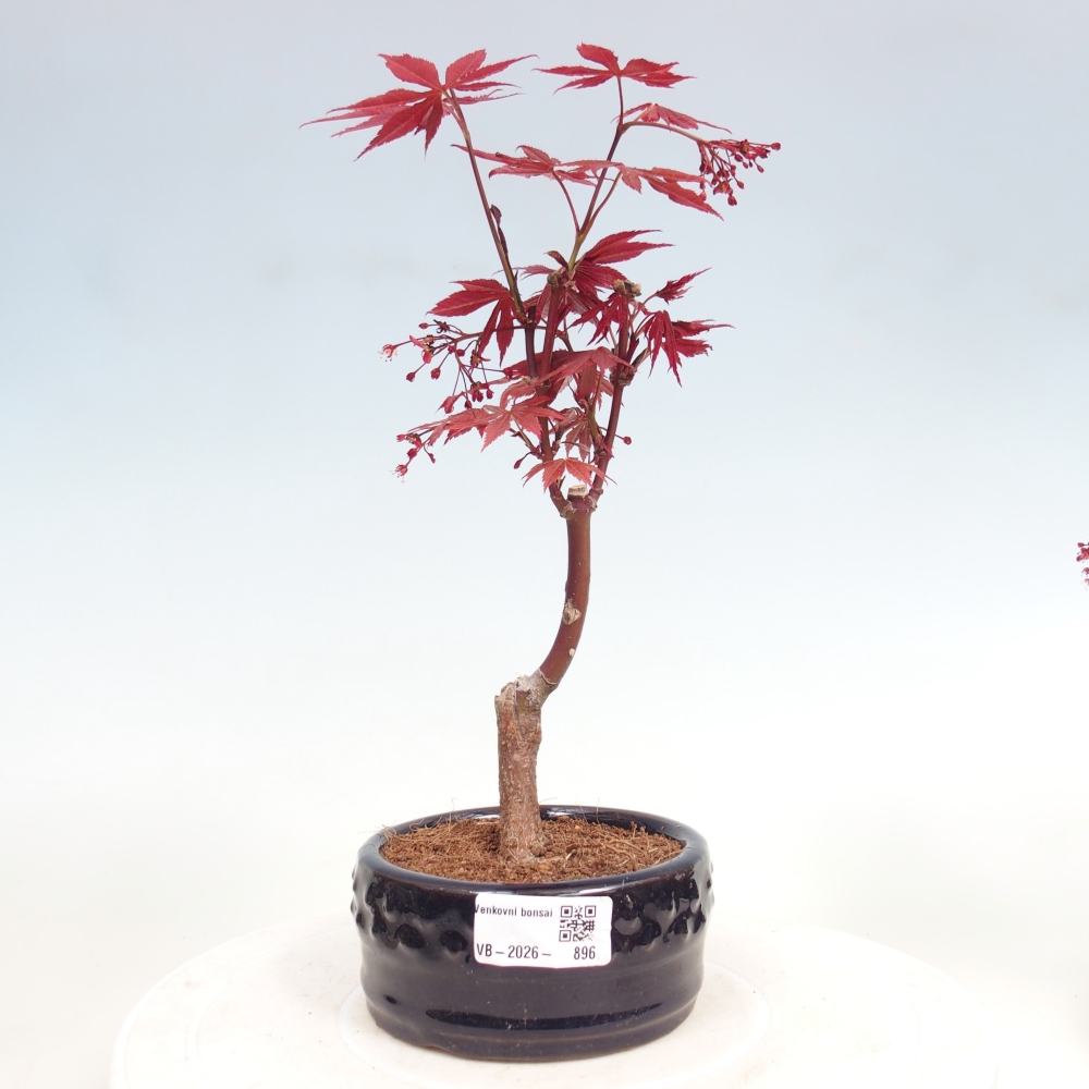 Venkovní bonsai - Acer palm. Atropurpureum-Javor dlanitolistý