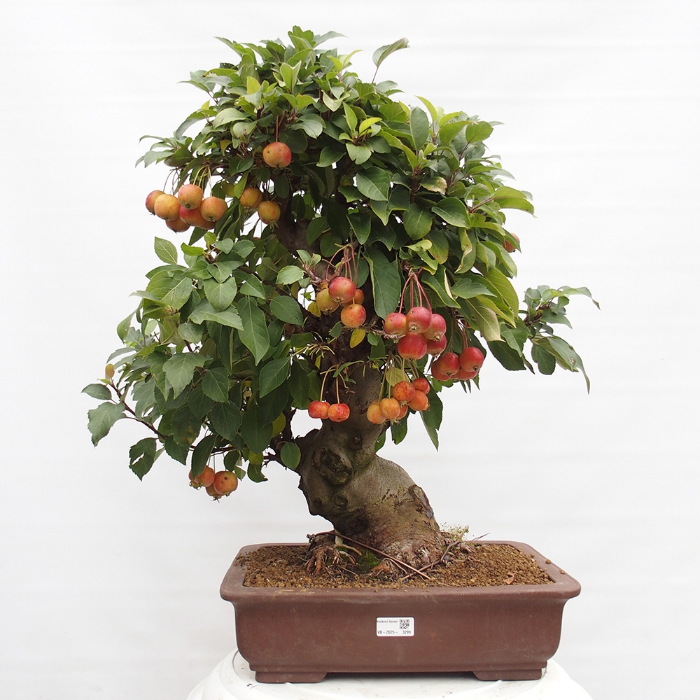 Venkovní bonsai -Malus halliana - Maloplodá jabloň