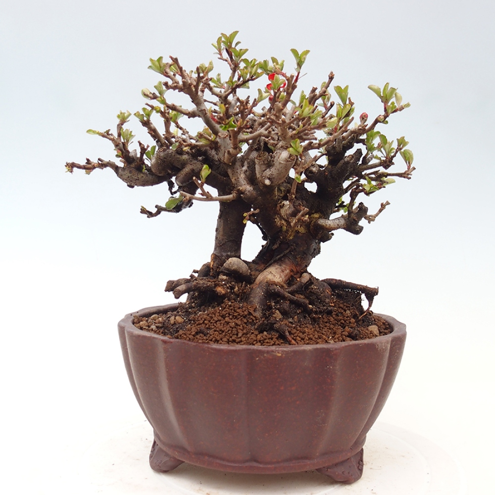 Venkovní  bonsai -  Chaneomeles speciosa - Kdoulovec ozdobný