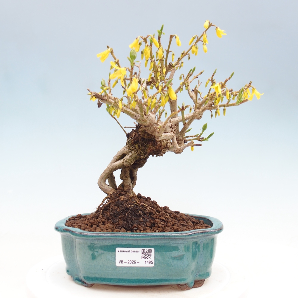 Venkovní bonsai - Zlatice - Forsythia koreana