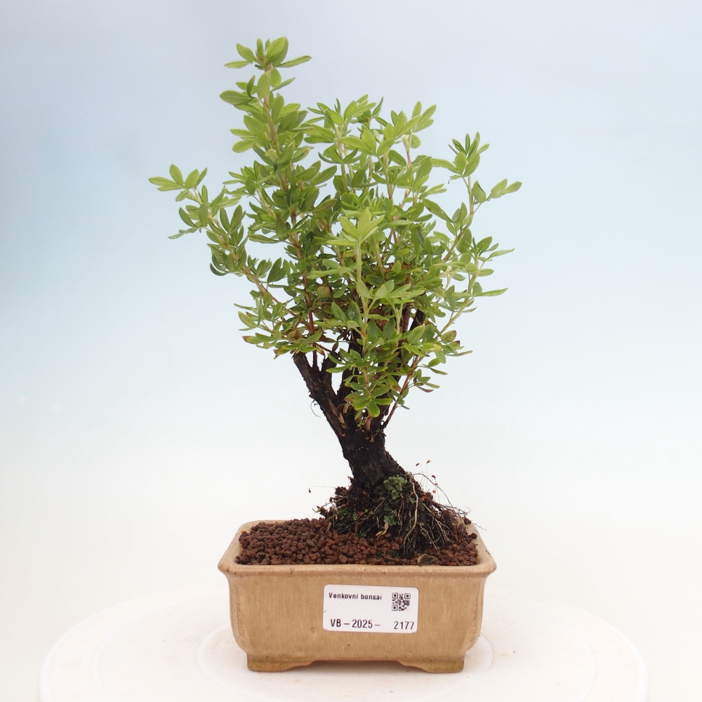 Venkovní bonsai-Mochna křovitá - potentila fruticosa yellow Bird