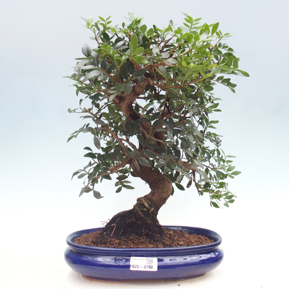 Pokojová bonsai -  Pistácie