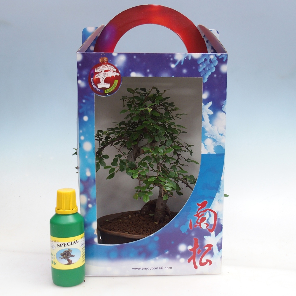 Pokojová bonsai v dárkové krabičce Ulmus parvifolia - Jilm čínský