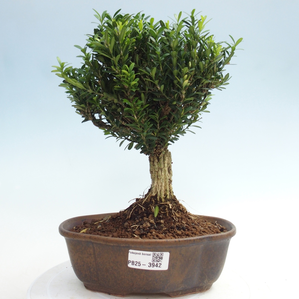 Pokojová bonsai - Buxus harlandii - korkový buxus