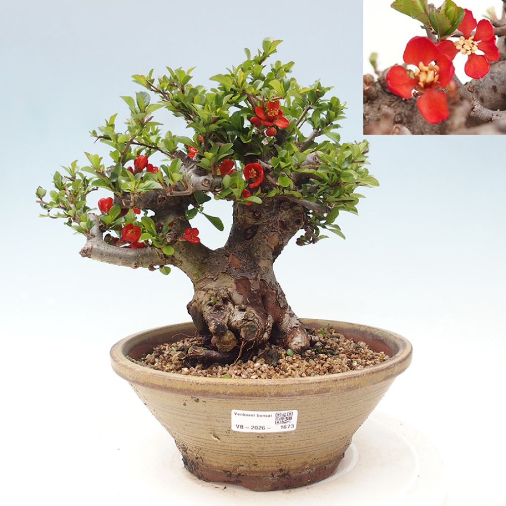 Venkovní  bonsai -  Chaneomeles speciosa - Kdoulovec ozdobný