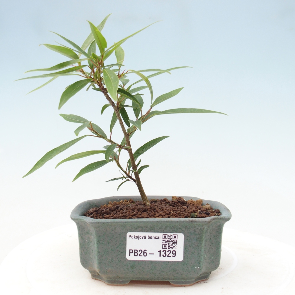 Pokojová bonsai - Ficus nerifolia -  malolistý fíkus