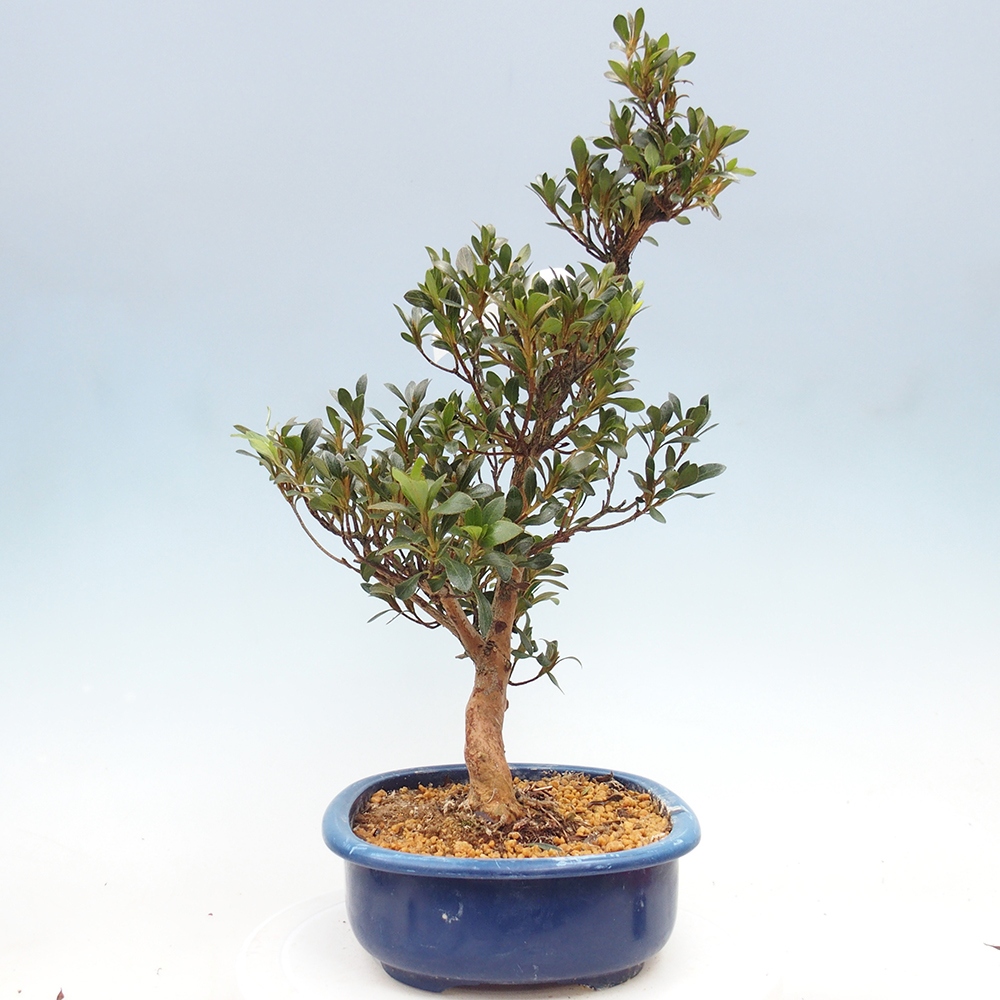 Venkovní bonsai - Japonská azalka - Azalea HANABIN