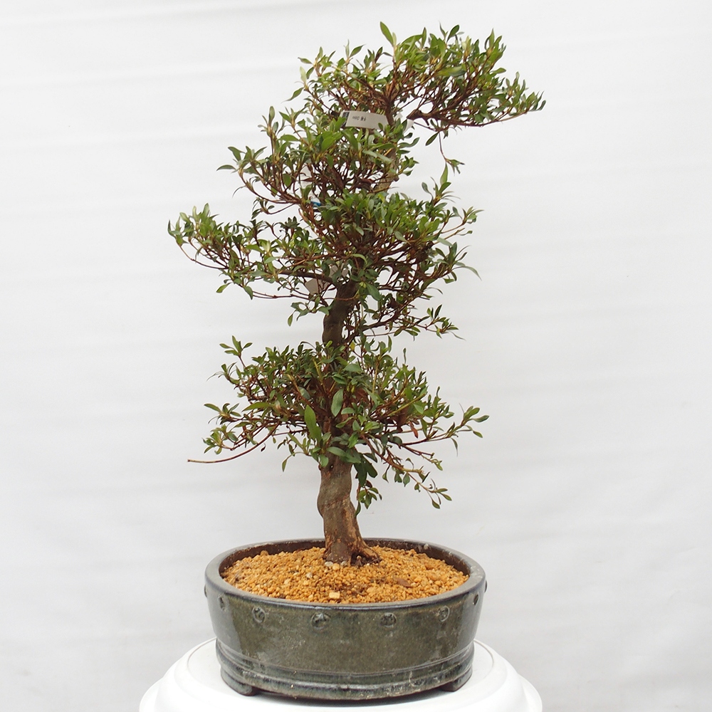 Venkovní bonsai - Japonská azalka - Azalea Chihiro