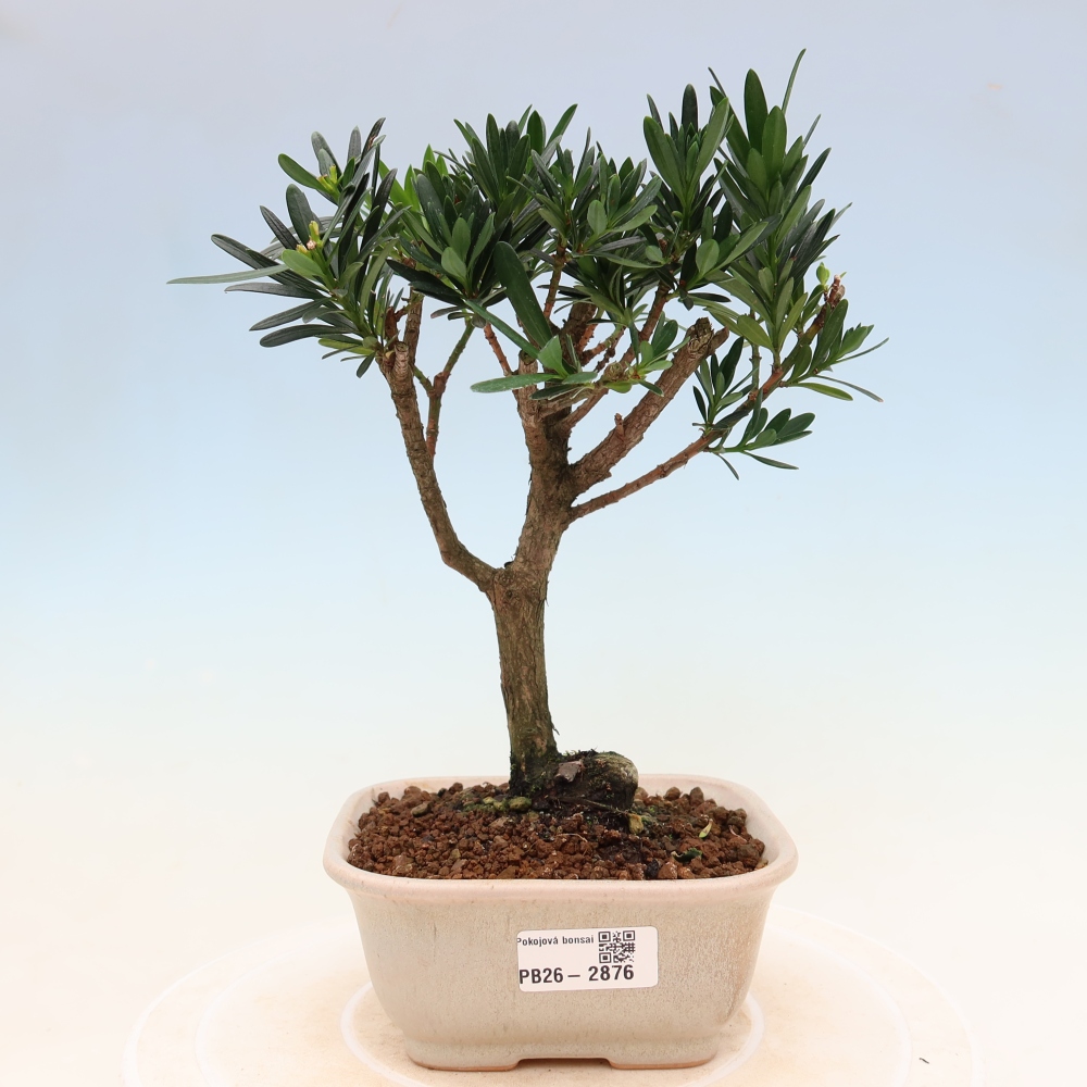 Pokojová bonsai - Podocarpus - Kamenný tis