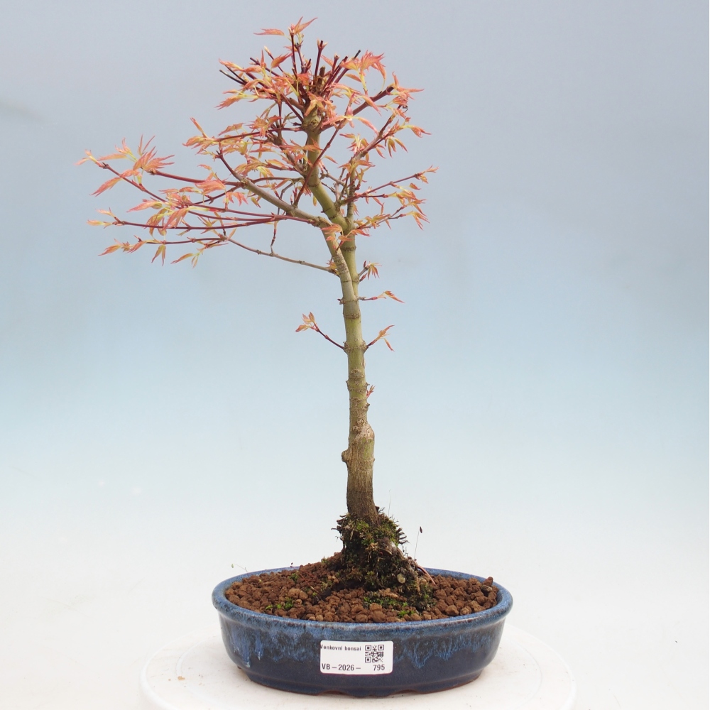 Javor dlanitolistý - Acer palmatum Beni Tsukasa