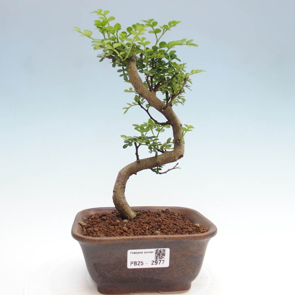 Pokojová bonsai - Zantoxylum piperitum - pepřovník