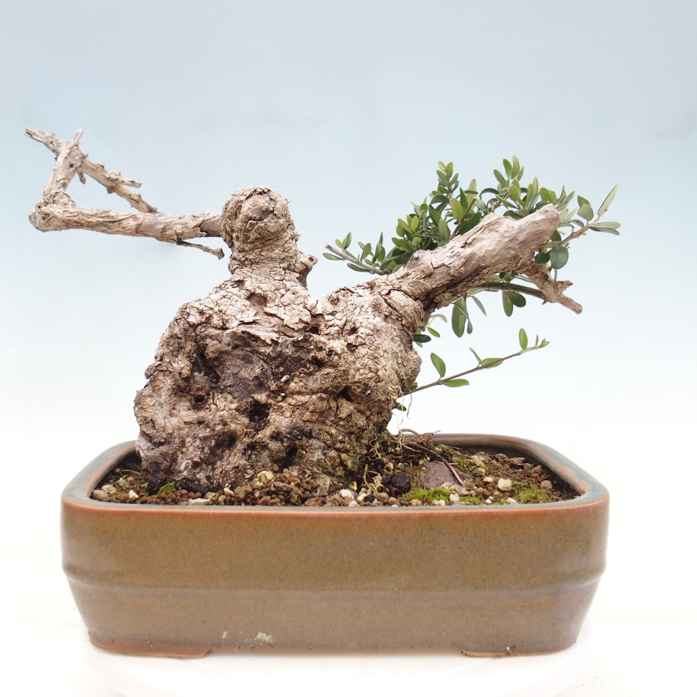 Pokojová bonsai - Olea europaea sylvestris -Oliva evropská drobnolistá