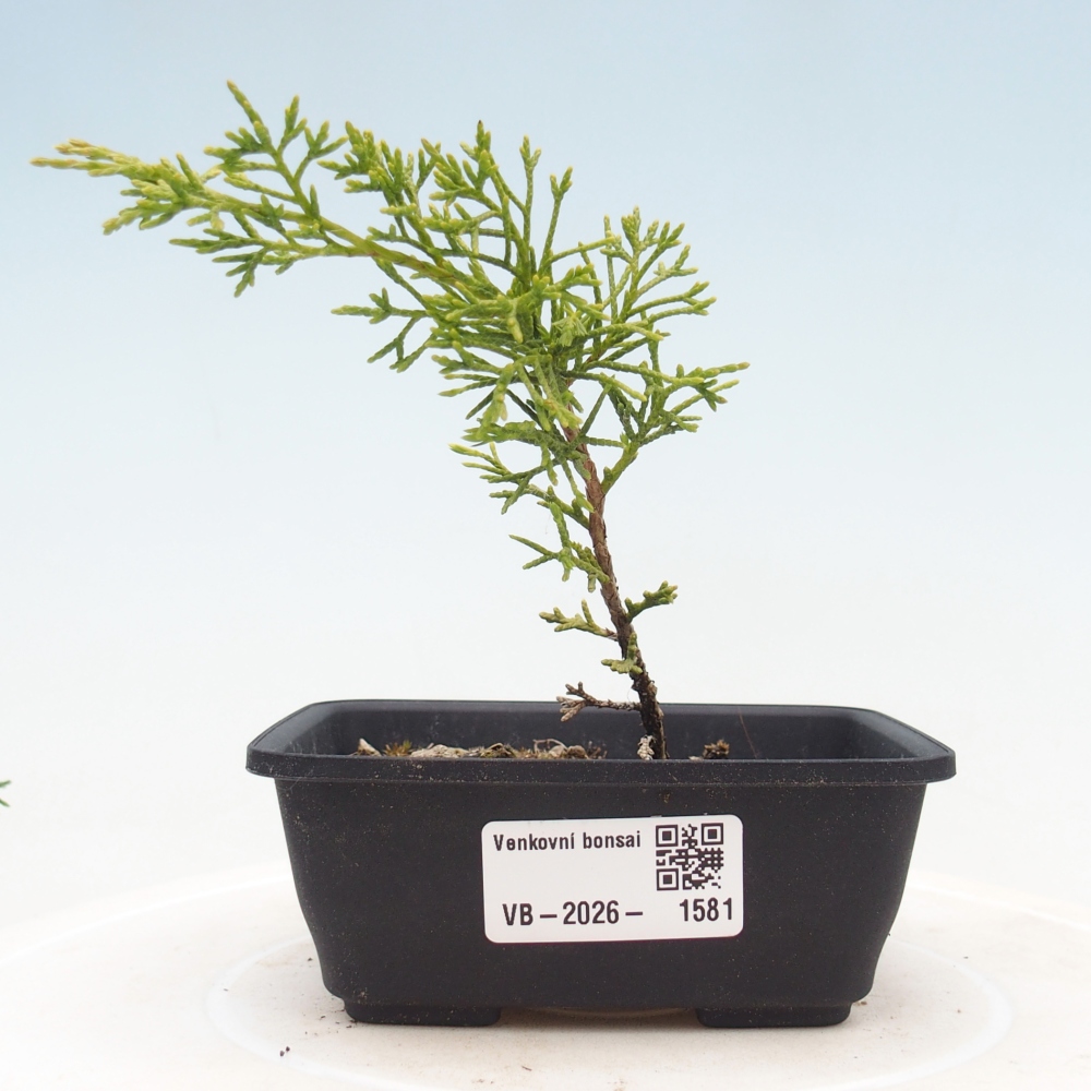 Venkovní bonsai - Juniperus chinensis Itoigawa -Jalovec čínský