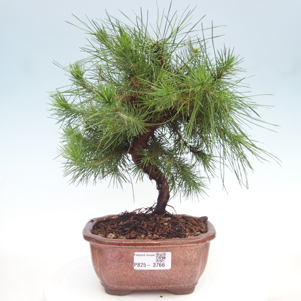 Pokojová bonsai-Pinus halepensis-Borovice alepská