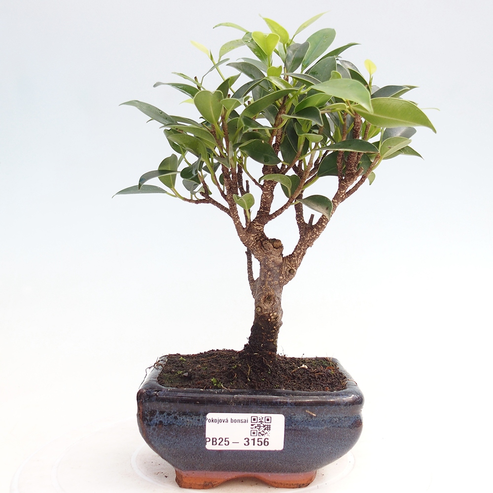 Pokojová bonsai Ficus retusa kimmen