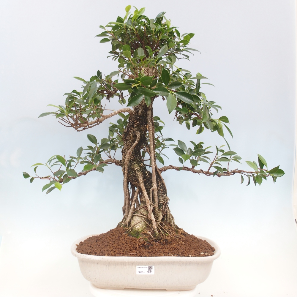 Pokojová bonsai - Ficus kimmen -  malolistý fíkus - POUZE OSOBNÍ ODBĚR nebo paletová přeprava