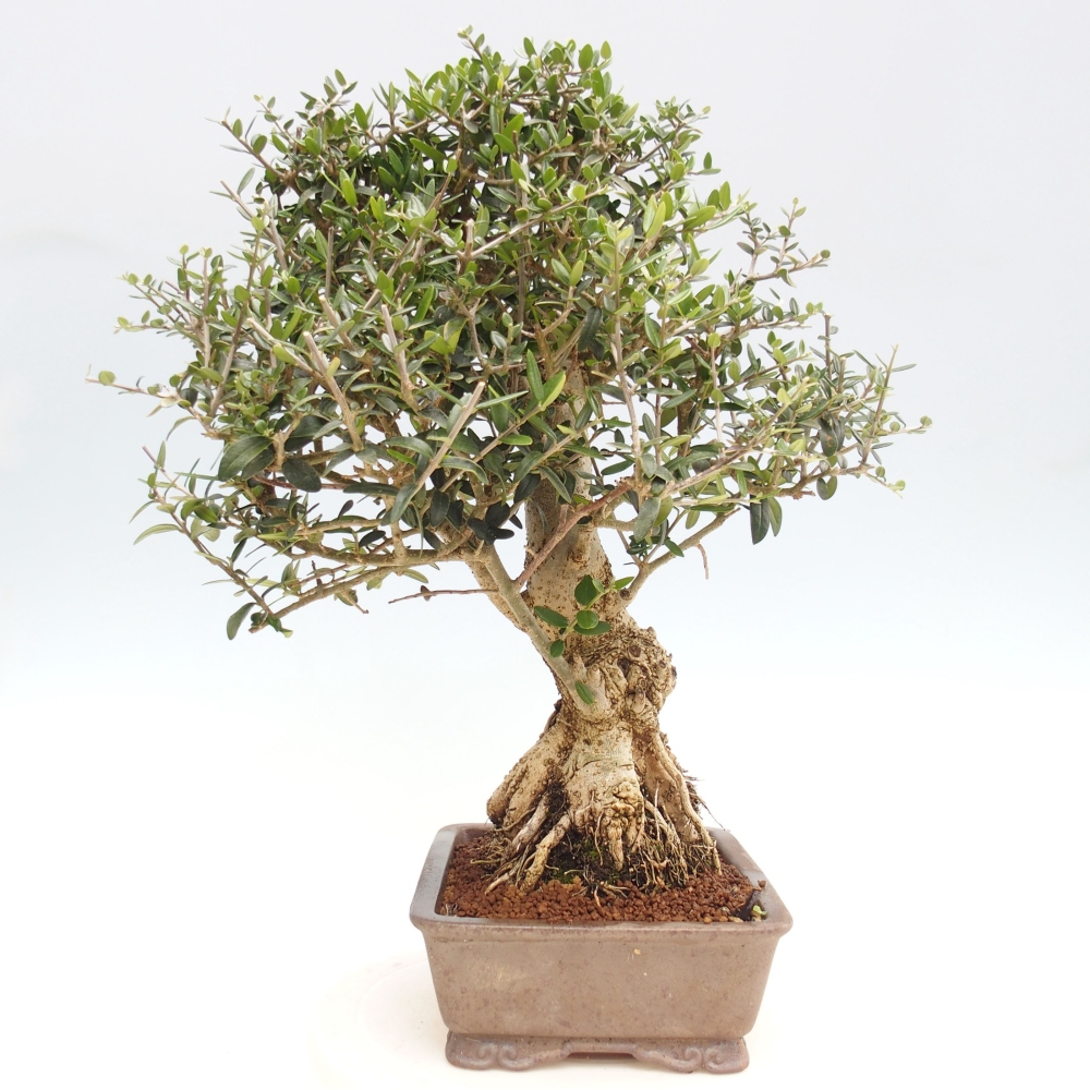 Pokojová bonsai - Olea europaea sylvestris -Oliva evropská drobnolistá