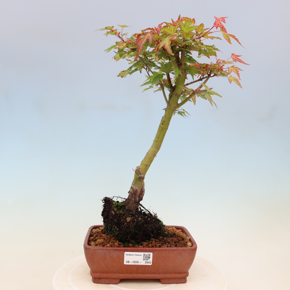 Javor dlanitolistý - Acer palmatum Beni Tsukasa