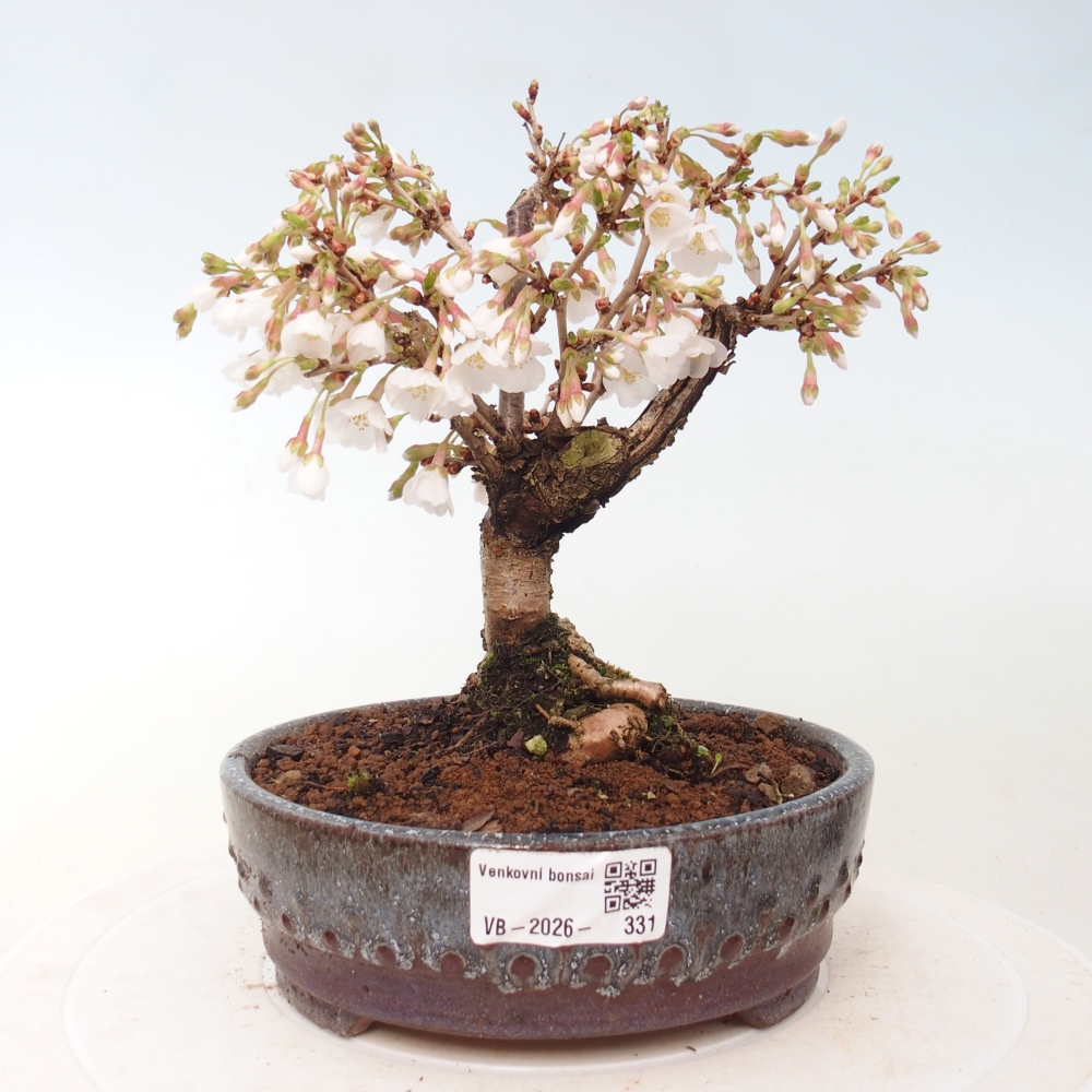 Venkovní bonsai - Prunus incisa Kojou-no mai-Slivoň vyříznutá