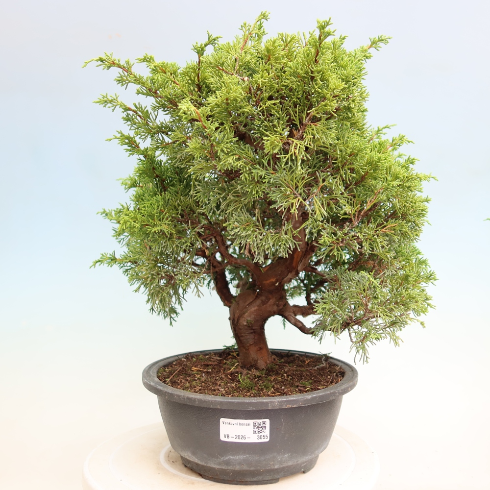 Venkovní bonsai - Juniperus chinensis Itoigawa-Jalovec čínský