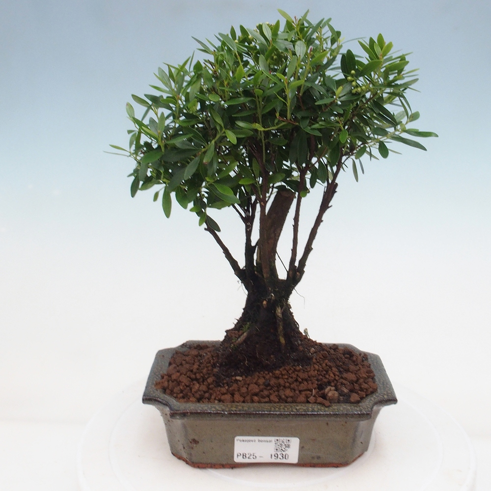 Pokojová bonsai - Syzygium - Pimentovník