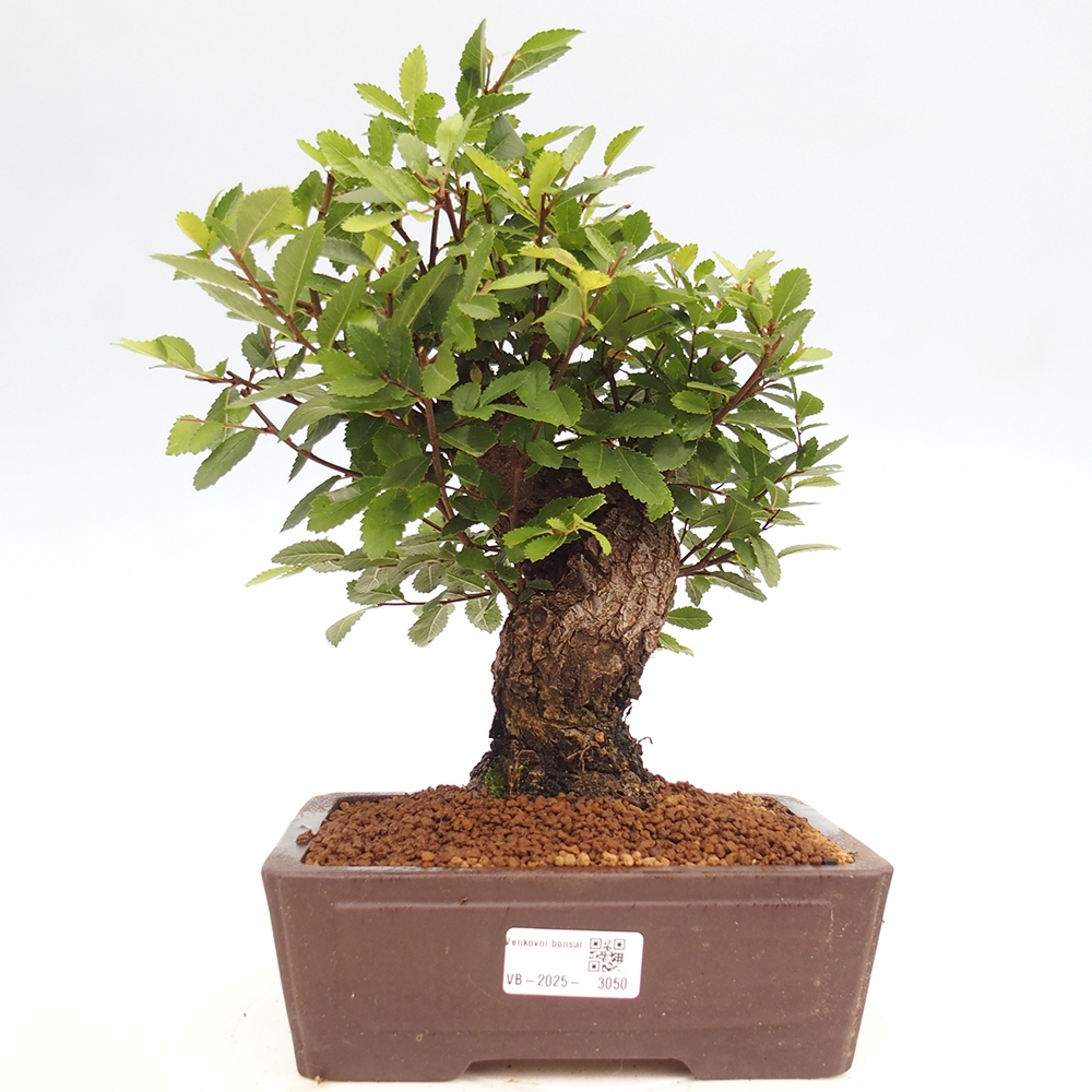 Venkovní bonsai - Zelkova - Zelkova serrata
