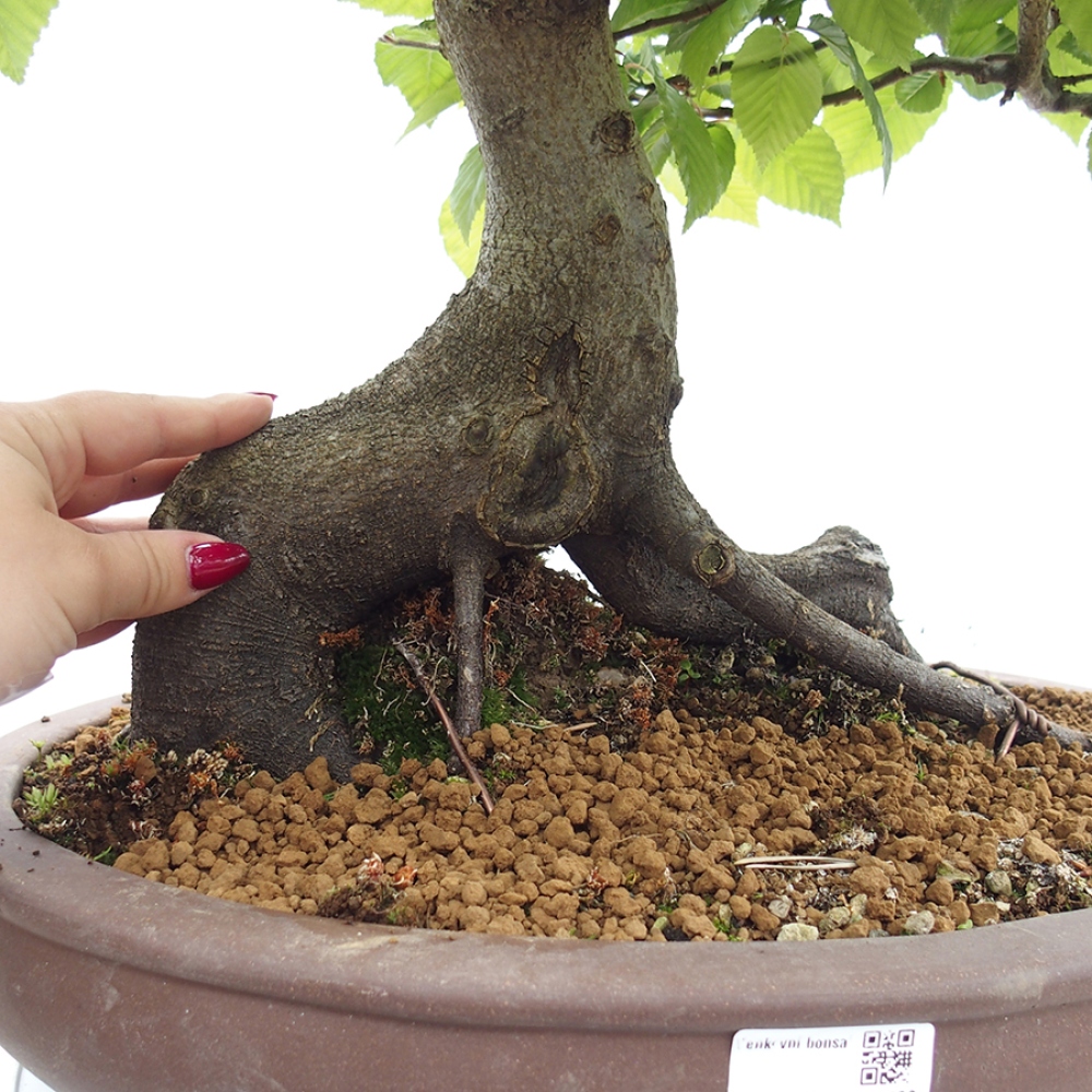 Venkovní bonsai - Habr obecný - Carpinus betulus