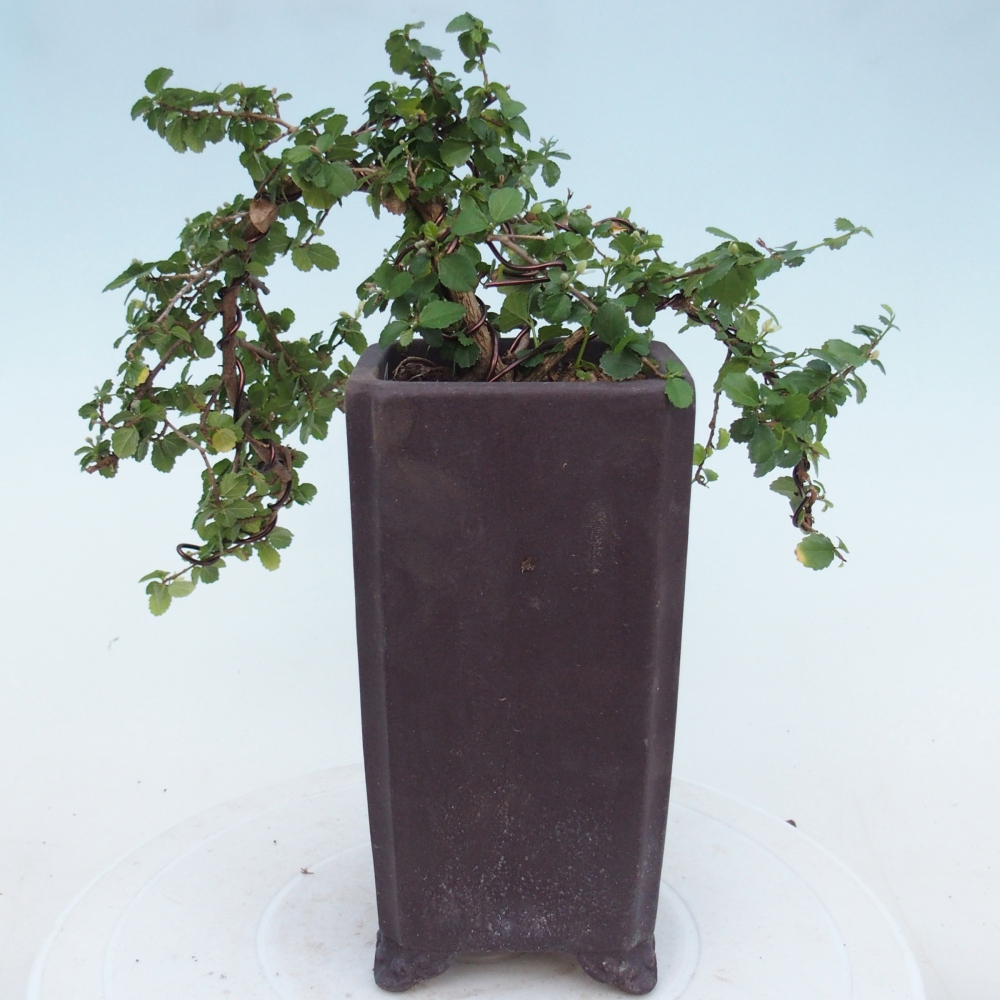 Pokojová bonsai - Grewia sp. - Grewie malolistá