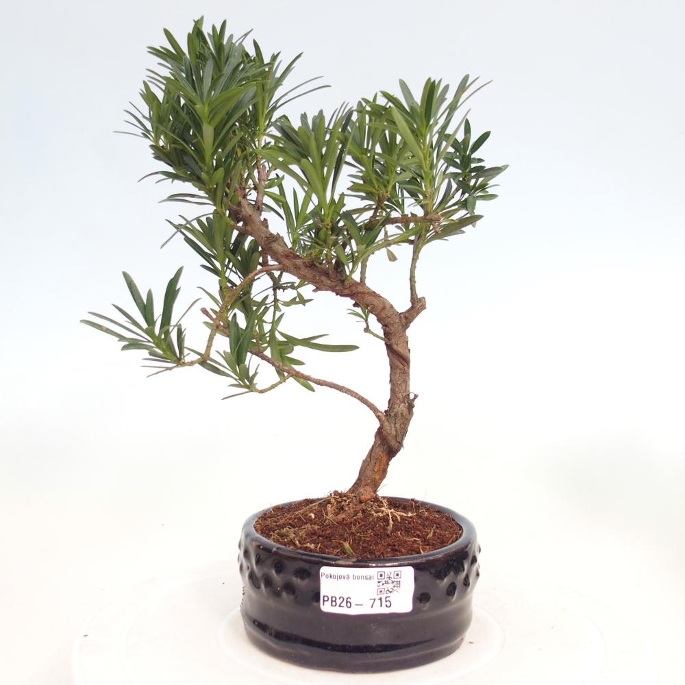 Pokojová bonsai - Podocarpus - Kamenný tis