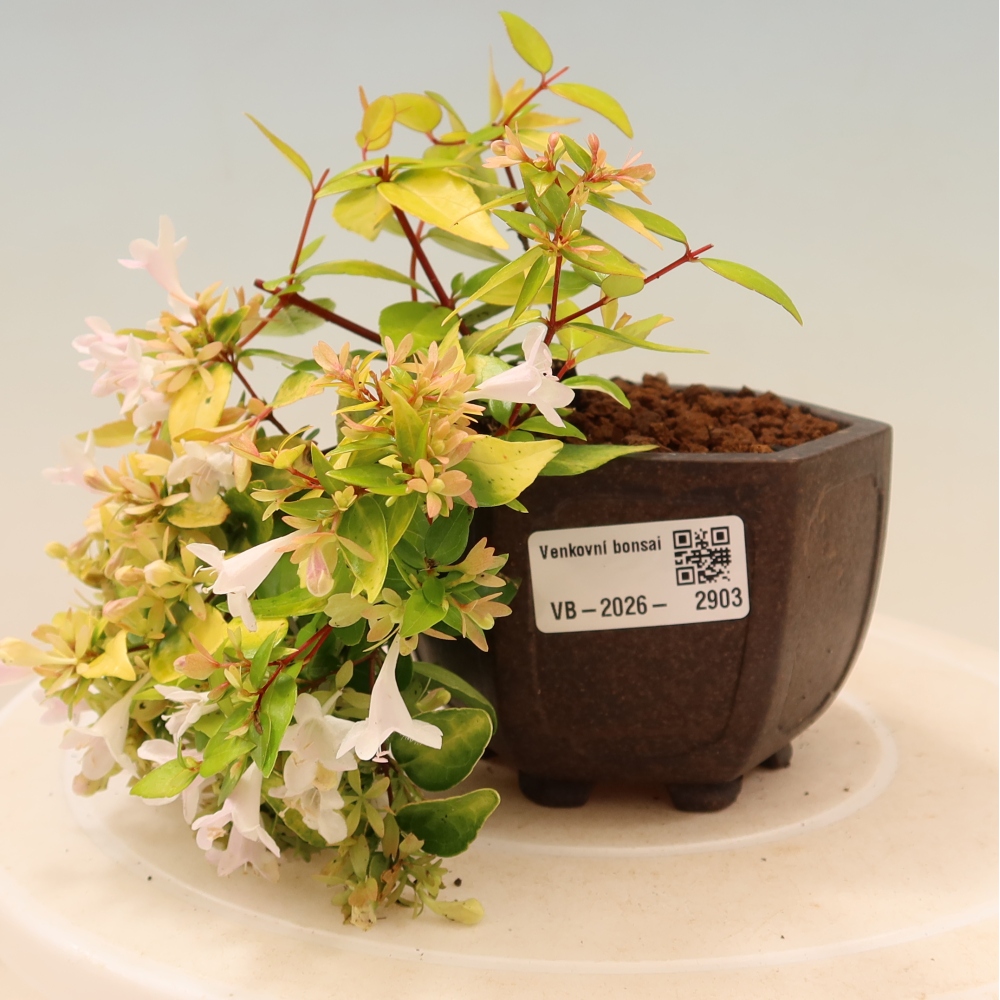 Venkovní bonsai - Abelia gr. Kleidoscope - Abélie velkokvětá