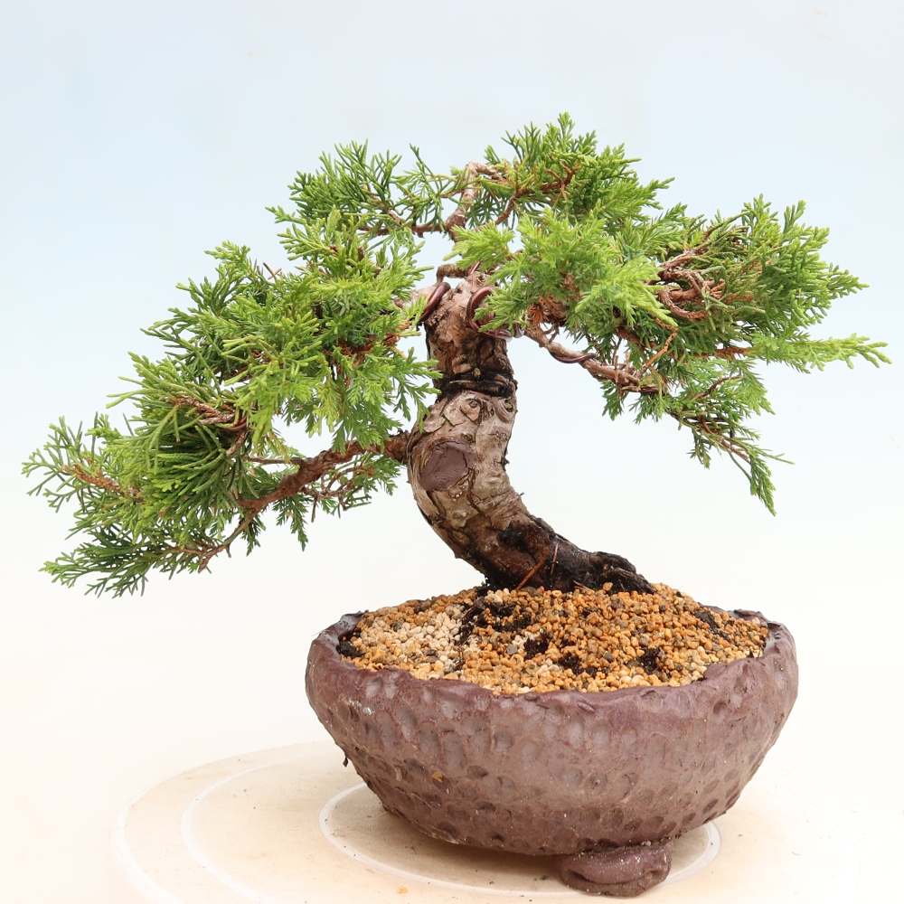 Venkovní bonsai - Juniperus chinensis Itoigawa-Jalovec čínský
