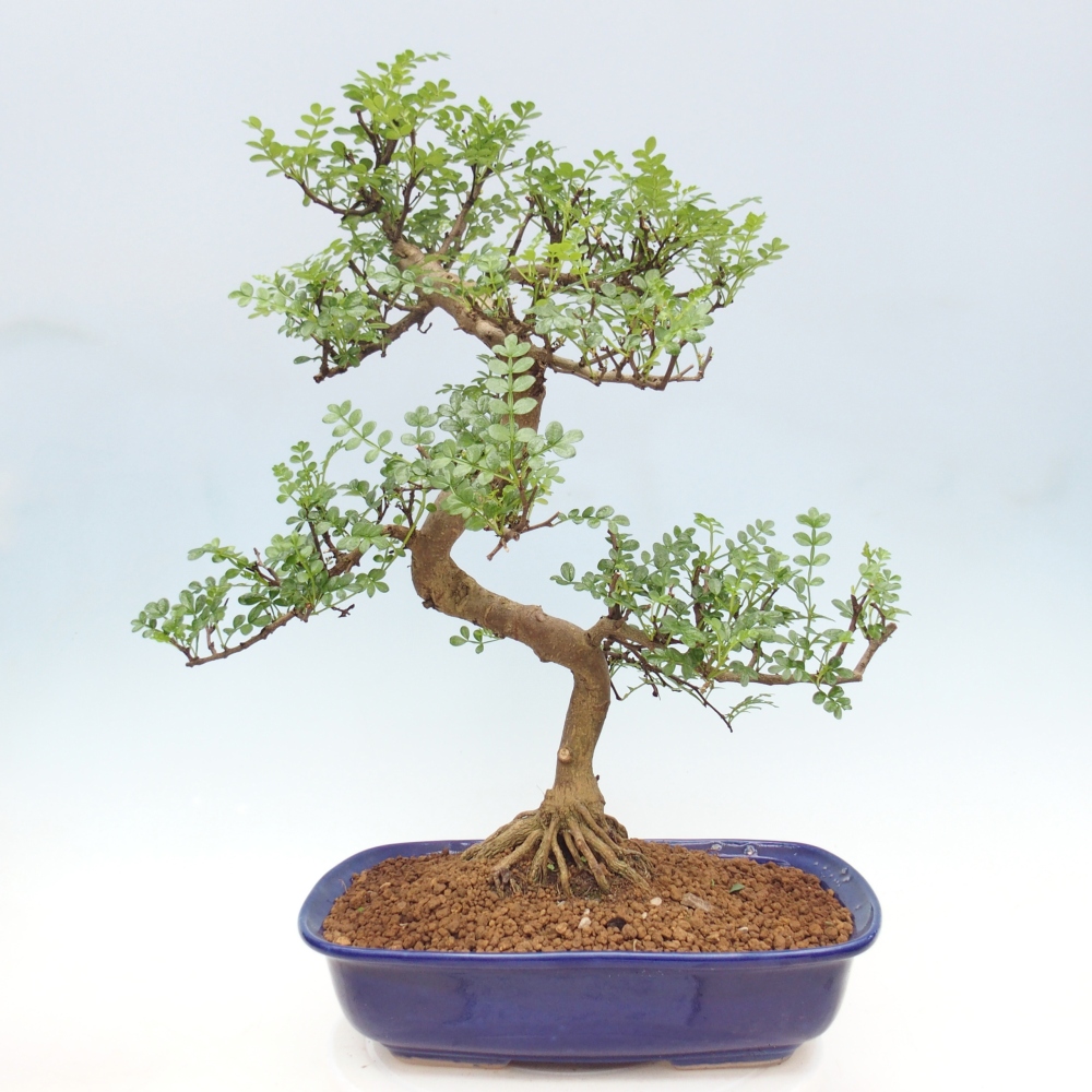 Pokojová bonsai - Zantoxylum piperitum - pepřovník