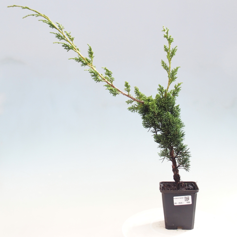 Venkovní bonsai - Juniperus chinensis Kishu -Jalovec čínský