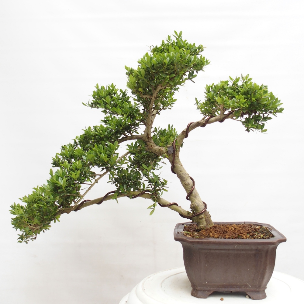 Pokojová bonsai - Ilex crenata - Cesmína