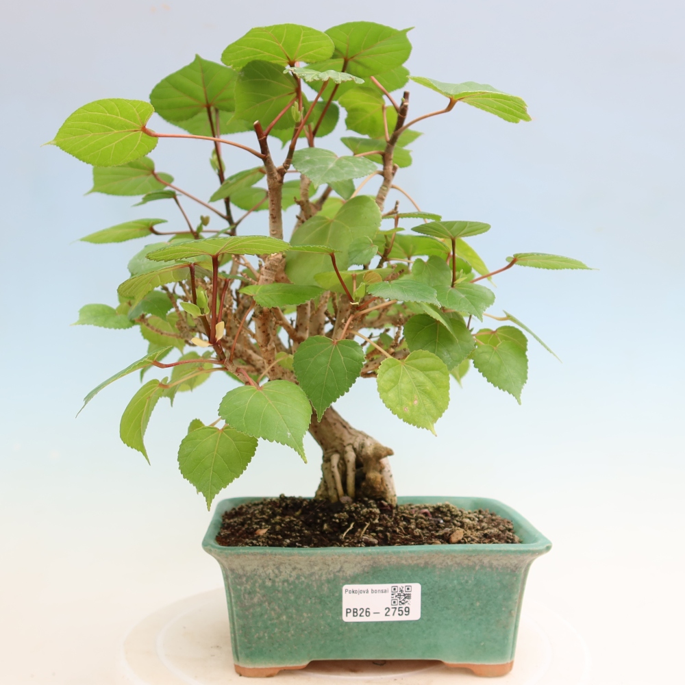 Pokojová bonsai - Hibiscus tiliaceus - Ibišek lípovitý, morský