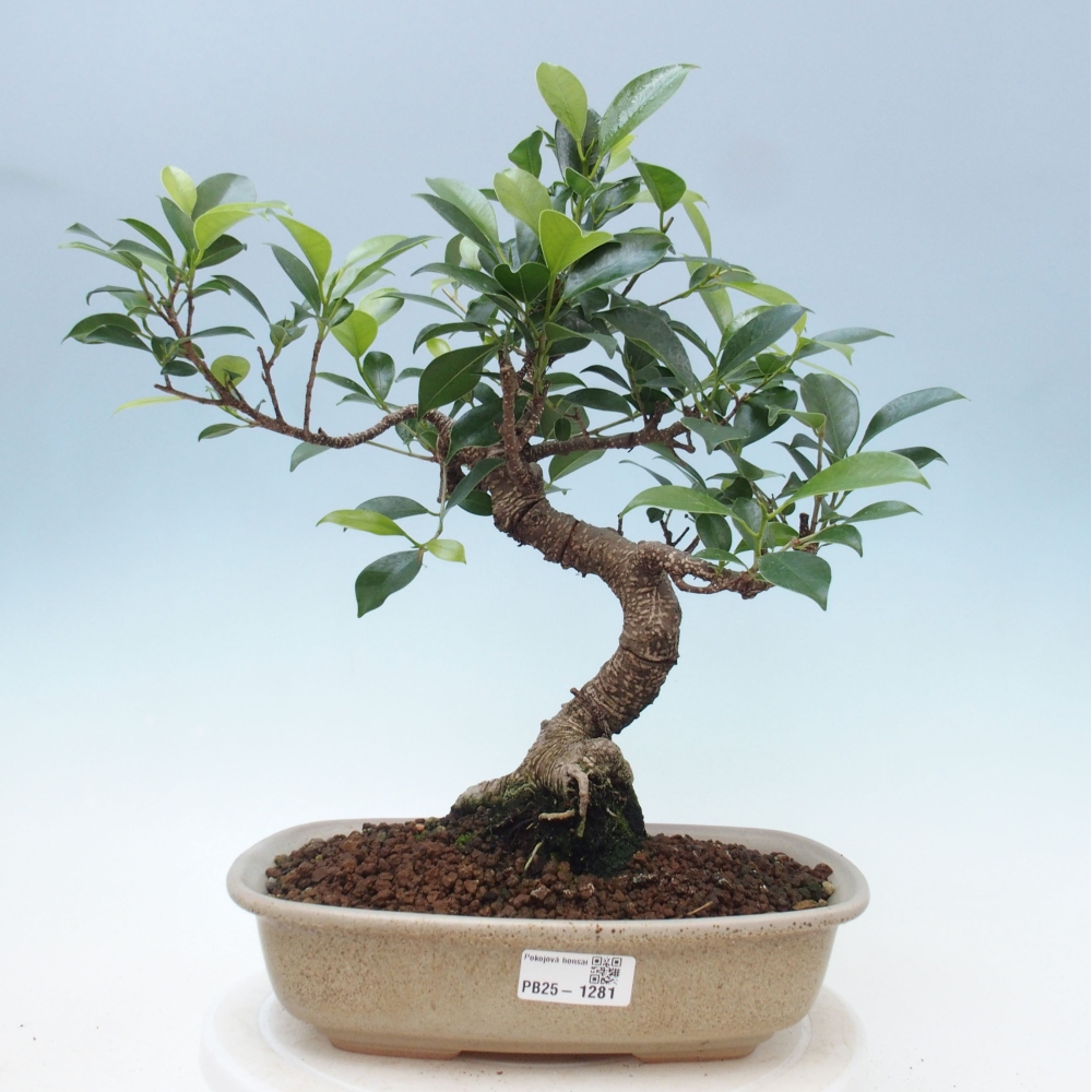 Pokojová bonsai - Ficus kimmen -  malolistý fíkus