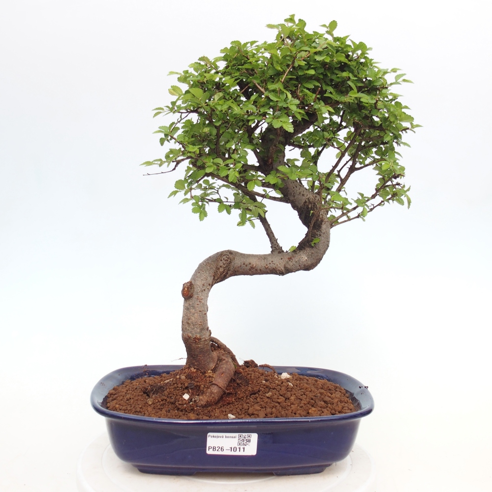 Pokojová bonsai - Ulmus parvifolia - Malolistý jilm