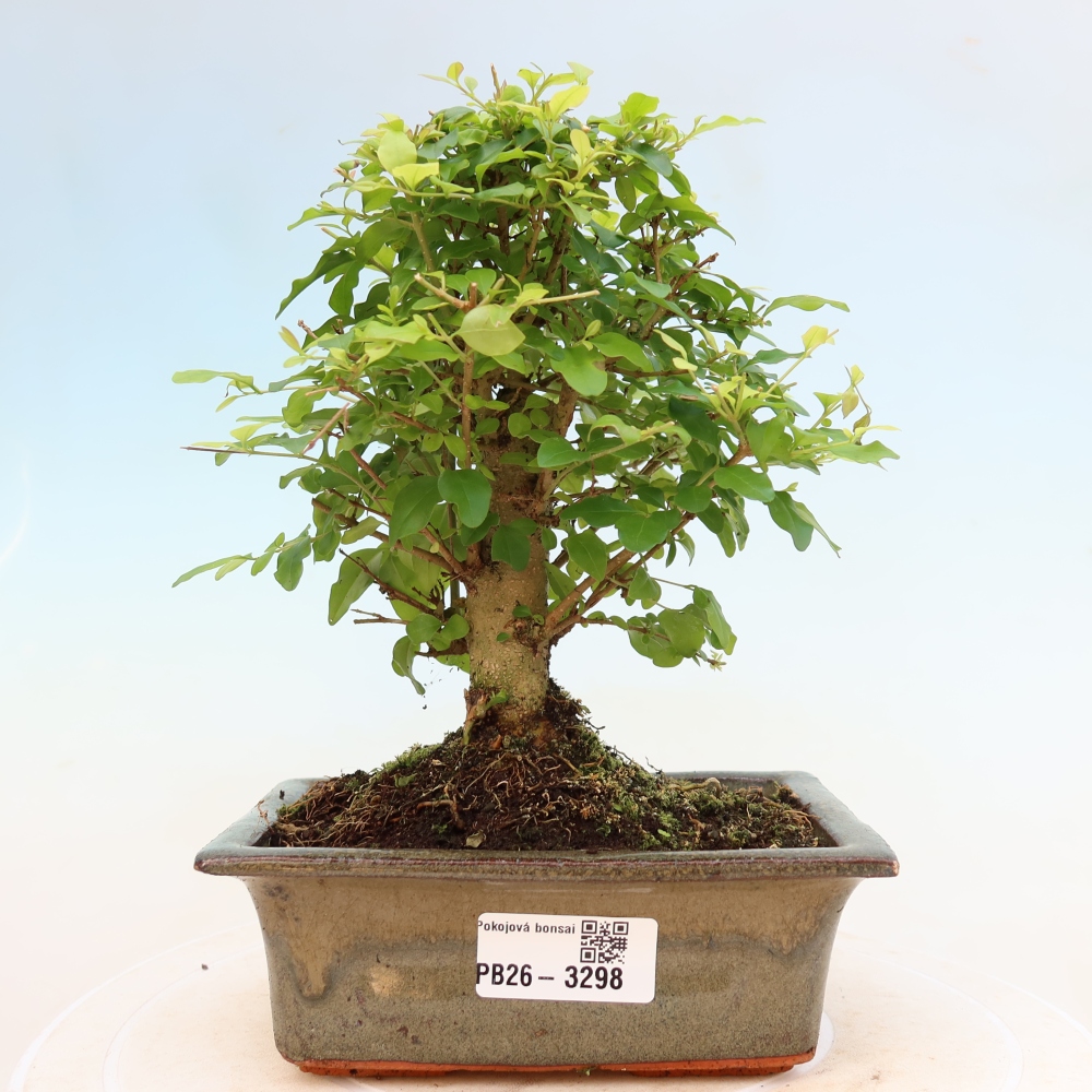 Pokojová bonsai -Ligustrum chinensis - Ptačí zob
