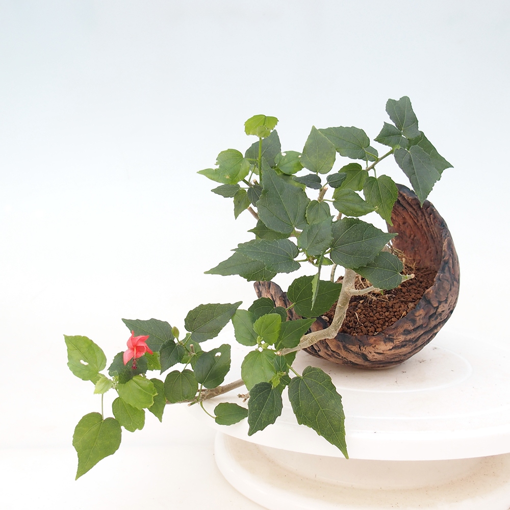 Pokojová bonsai - Malvaviscus arboreus - ibiškovec dřevnatý