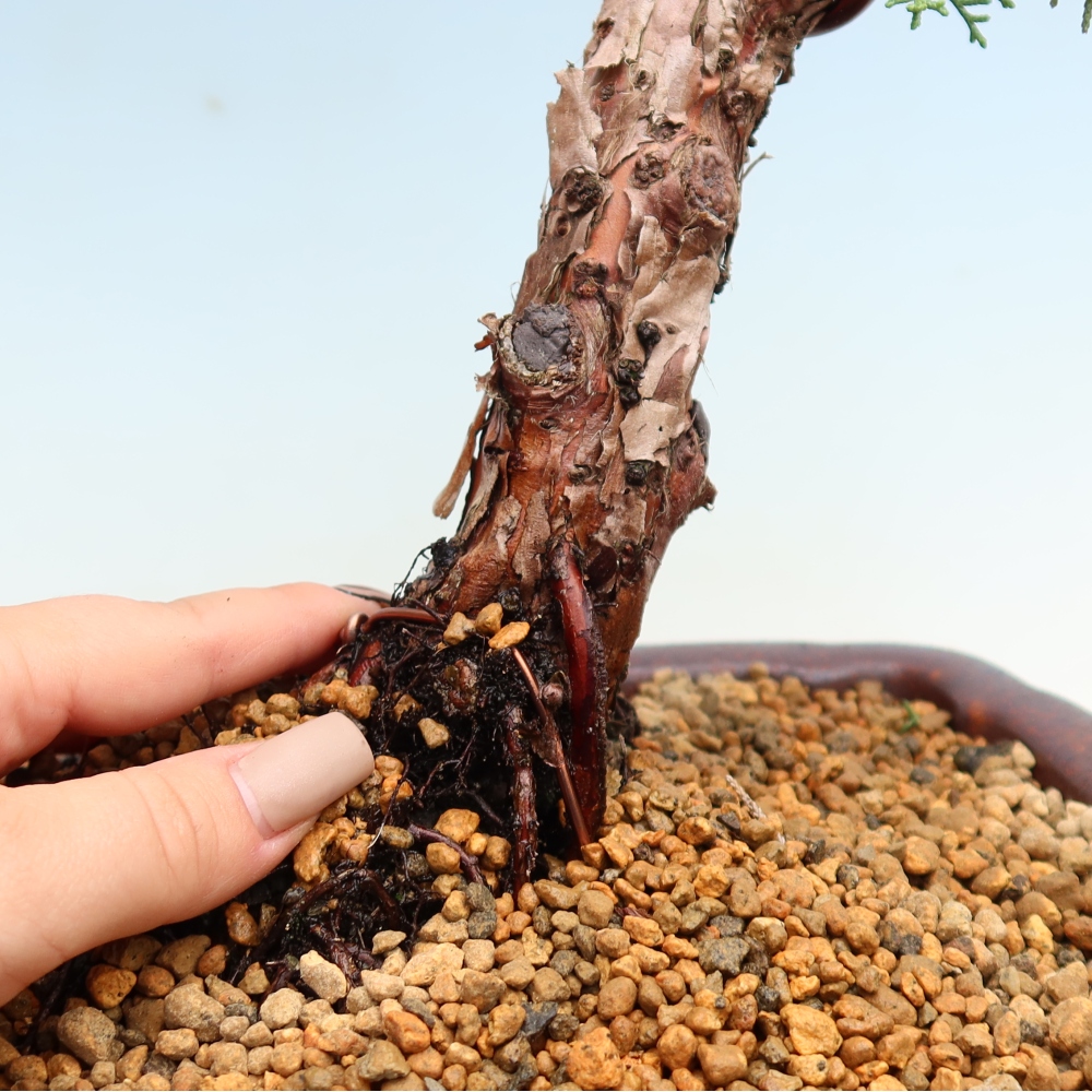 Venkovní bonsai - Juniperus chinensis Kishu -Jalovec čínský