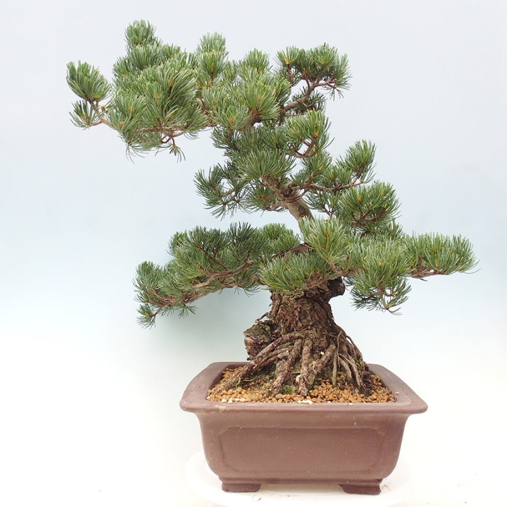 Venkovní bonsai - Pinus parviflora - Borovice drobnokvětá