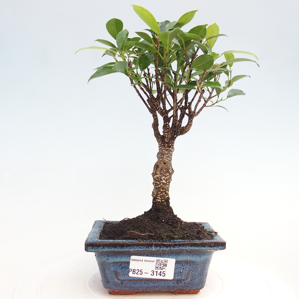 Pokojová bonsai Ficus retusa kimmen