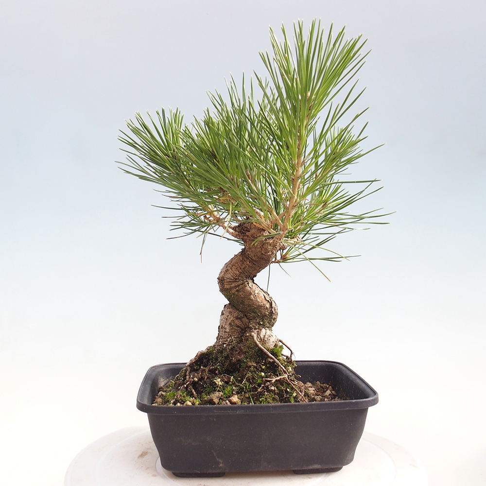 Venkovní bonsai - Pinus thunbergii - Borovice thunbergova
