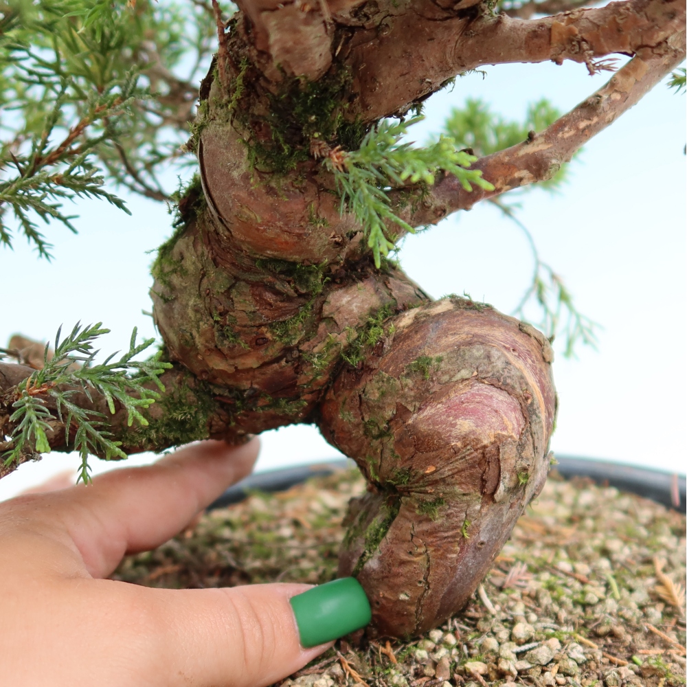 Venkovní bonsai - Juniperus chinensis Itoigawa-Jalovec čínský
