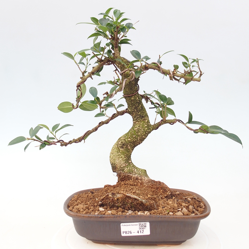 Pokojová bonsai - Ficus retusa -  malolistý fíkus