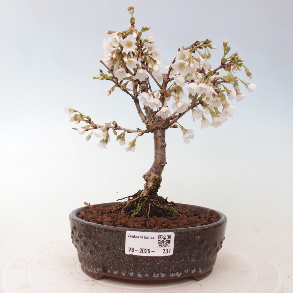 Venkovní bonsai - Prunus incisa Kojou-no mai-Slivoň vyříznutá