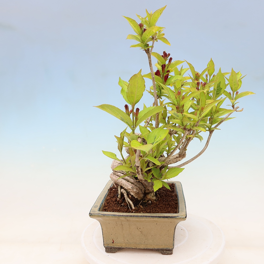 Venkovní bonsai - Weigela subsessilis - Vajgélie korejská