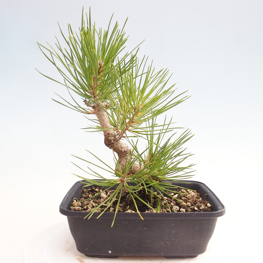 Venkovní bonsai - Pinus thunbergii - Borovice thunbergova